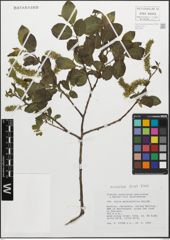 Foto von Salix myrsinifolia Salisb.